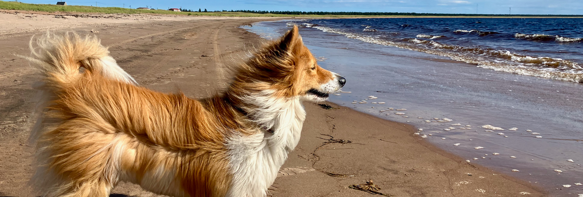 Bannière Marcher sur la Côte-Nord avec son chien