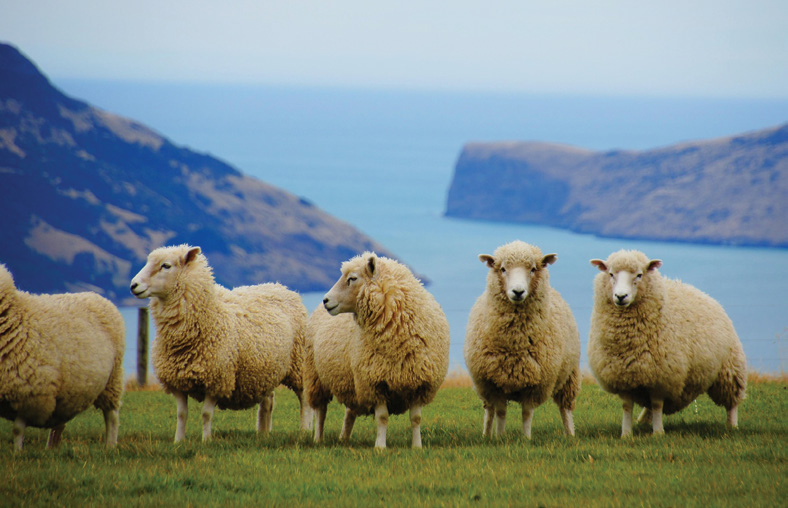 La Nouvelle-Zélande - Magazine Camping Caravaning