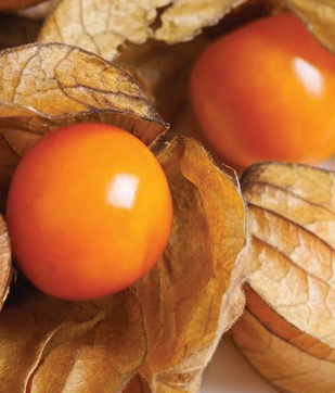 Cerises de terre - Camping Caravaning