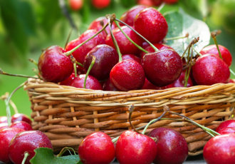 À la découverte de petits fruits locaux méconnus - Camping Caravaning