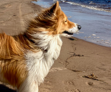 Marcher sur la Côte-Nord avec son chien - Camping Caravaning