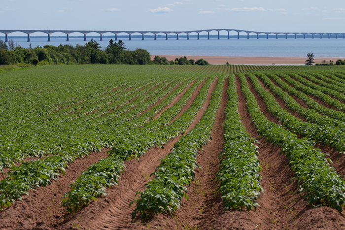 Un champ de pommes de terre avec vue sur le pont de la Confédération - Camping Caravaning